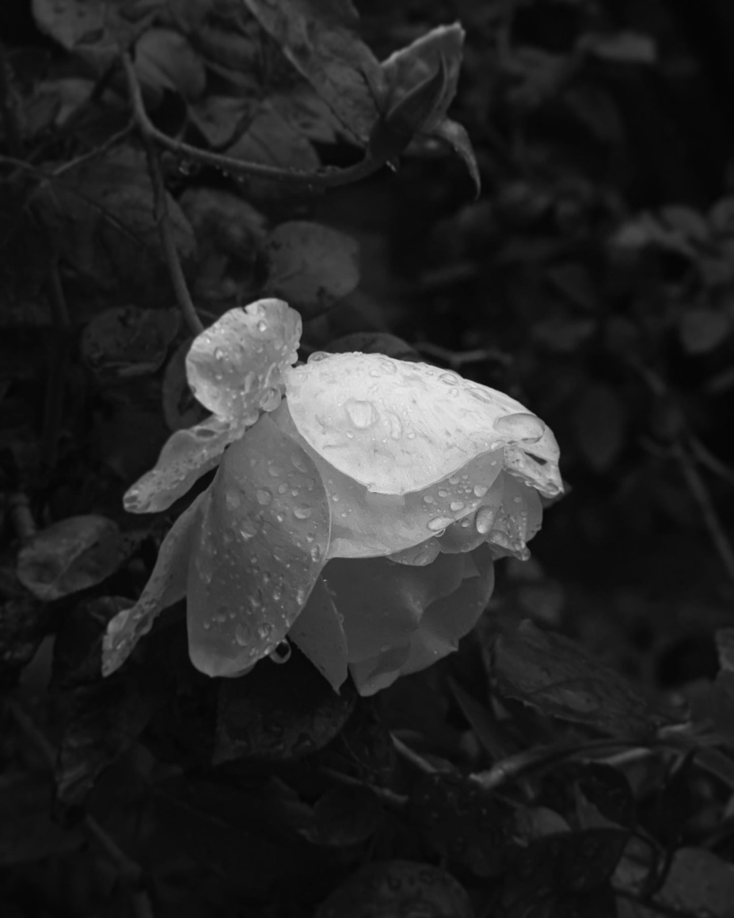AS TEARS GOES BY - Tamar Green