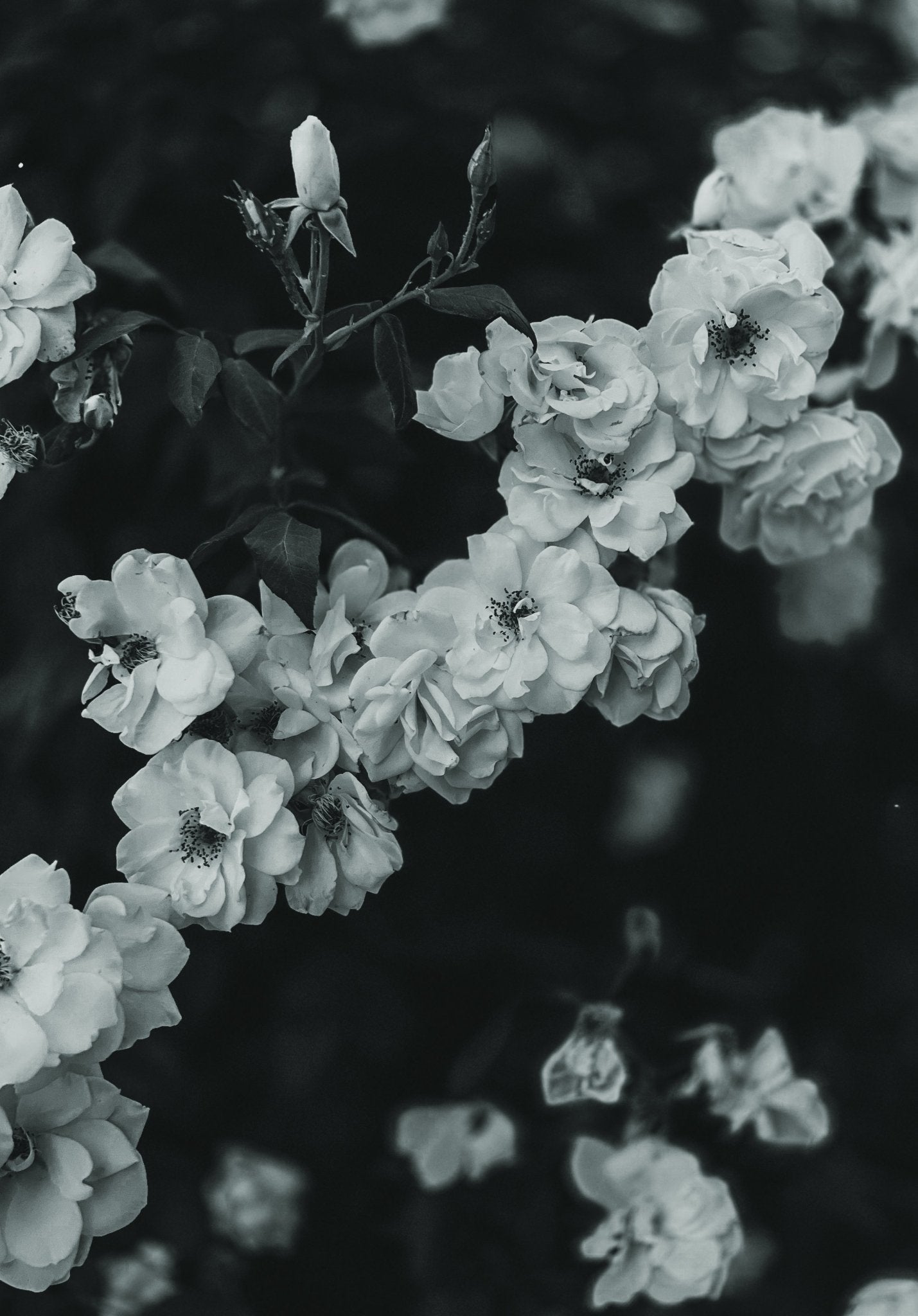 Black and white fine art photography print of cascading wild roses in soft bloom against a dark moody background, by Israeli artist Tamar Green